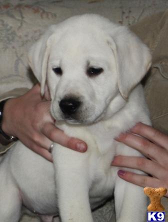 Puppies in MN